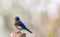 Eastern Bluebird portrait perched against clean muted background