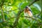 Eastern bluebird resting on a branch