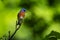 Eastern Bluebird resting on a tree branch