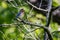 Eastern Bluebird resting on a tree branch