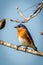 Eastern Bluebird resting on a tree branch