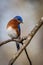 Eastern Bluebird resting on a tree branch