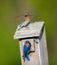 Eastern bluebird - Sialia sialis - adult male and female with pine needle nesting material for making a nest for babies in birdbox