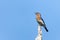 An eastern bluebird Sialia sialis singing from atop a perch in Huntley Meadows Park, Alexandria, Virginia, USA