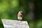Eastern Bluebird sits perched on the roof of a bird house