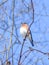 Eastern Bluebird Sitting on a Thin Branch