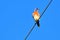 A Eastern Bluebird sitting on the Wire