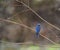 Eastern bluebird in Spring on tree limb