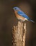 Eastern Bluebird on Stump