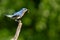 Eastern Bluebird taking flight