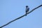 Eastern Bluebird On The Wire