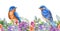 Eastern bluebirds with garden flowers. Seamless border. Spring watercolor image. Bright garden blossoms with tiny