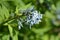 Eastern Bluestar