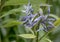 Eastern bluestar Amsonia tabernaemontana, budding flower