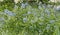 Eastern bluestar Amsonia tabernaemontana, flowering plant