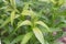 Eastern bluestar Amsonia tabernaemontana, foliage