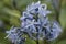 Eastern bluestar Amsonia tabernaemontana, inflorescence