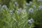 Eastern bluestar Amsonia tabernaemontana var. salicifolia, bluish-white star-shaped flowers