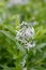 Eastern bluestar Amsonia tabernaemontana var. salicifolia whitish-blue star-shaped flower