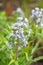 Eastern bluestar Amsonia tabernaemontana var. salicifolia whitish-blue star-shaped flowers