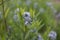 Eastern bluestar Amsonia tabernaemontana var. salicifolia, whitish-blue star-shaped flowers