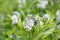 Eastern bluestar Amsonia tabernaemontana whitish-blue star-shaped flower