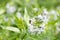 Eastern bluestar Amsonia tabernaemontana with whitish-blue star-shaped flowers