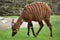 Eastern bongo (Tragelaphus eurycerus isaaci)