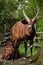 Eastern bongo Tragelaphus eurycerus isaaci