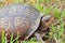 Eastern Box Turtle