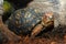 Eastern Box Turtle