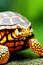 Eastern Box Turtle Animal. AI Generated.