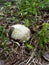 Eastern Box Turtle Broken Shell