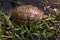Eastern box turtle in grass