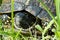 Eastern Box Turtle hiding in its shell