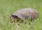 Eastern Box Turtle in New Jersey