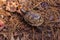 Eastern Box Turtle in Pine Forest