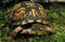 Eastern Box Turtle, terrapene carolina, Adult standing on Moss