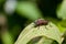 Eastern Boxelder Bug