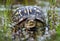 Eastern BoxTurtle