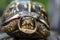 Eastern BoxTurtle