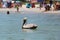 Eastern brown pelican floating on ocean water near shore