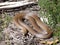 Eastern Brown Snake