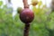 Eastern Brown Turkey fig tree and fruits.