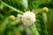 Eastern buttonbush is a species of flowering plant