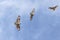 Eastern Buzzard in flying in the blue sky