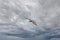 Eastern Buzzard in flying in the blue sky