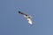 Eastern buzzard flying in a blue sky background
