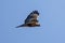 Eastern buzzard flying in a blue sky background