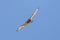 Eastern buzzard flying in a blue sky background